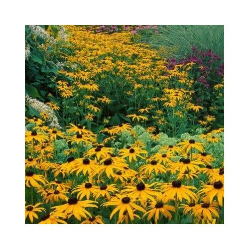 Black Eyed Susan Perennial Rudbeckia Native Wildflower Usa Non Gmo Heirloom Flower Seeds Home [neera-v5-e1f49540e42d9a573f07]