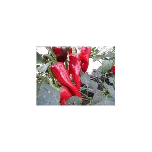D'Espelette Pepper Seeds for Planting [neera-v5-e1fc7abaa9dd8042db88]