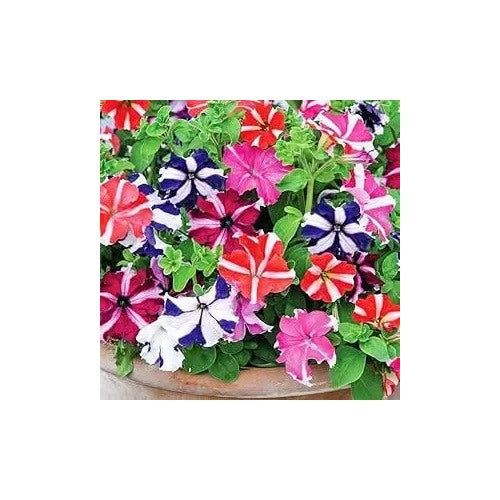 Double Petal Petunia Flower For Indoor Outdoor Flower Seeds for Home Garden Planting, Vibrant [neera-v5-e1fe146319e507f8dcb5]