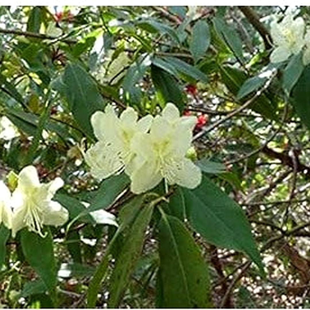 Organic Heirloom Green Rhododendron Flower Seeds [neera-v5-e20148af0c192f72f7cf]
