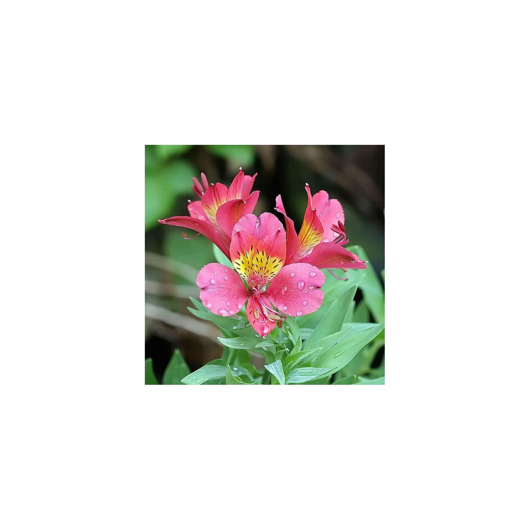 White Peruvian Lily Alstroemeria Mixed Flower Seeds for Home Garden Planting Fragrant Heirloom Non-GMO High Germination Organic Garden Seeds [neera-v5-e20b395171b7ee08a20b]
