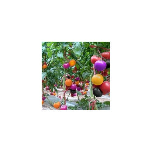 Rainbow Tomato Seeds for Planting [neera-v5-e2121335eb4c247a337a]