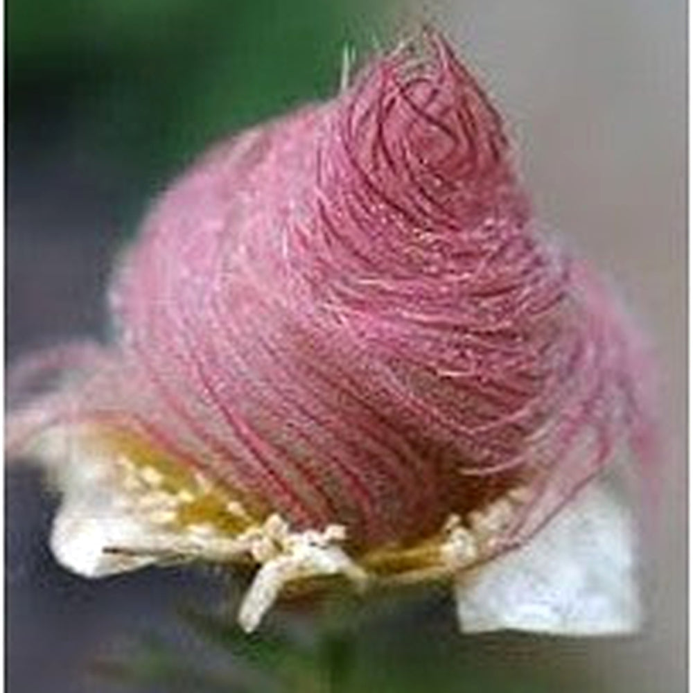 Triflorum Flower Seeds for Planting [neera-v5-e21d84591584251eb8b3]