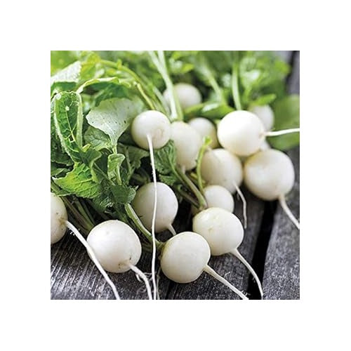 White Radish Seeds for Planting [neera-v5-e21dea4c03acbe80b91c]
