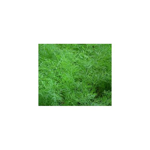Heirloom Non-GMO Anethum Graveolens Seeds [neera-v5-e226cd0733df5c5d3477]