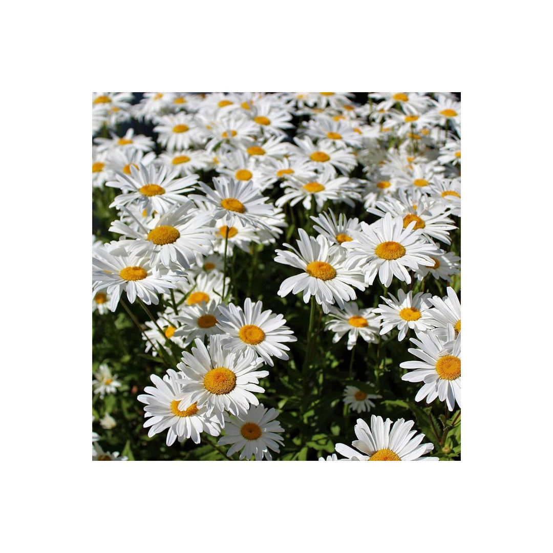 Leucanthemum Shasta Daisy Crazy Daisy Flower For Garden Planting Flower Seeds for Home Garden [neera-v5-e227ebaa2c672cdcefb3]