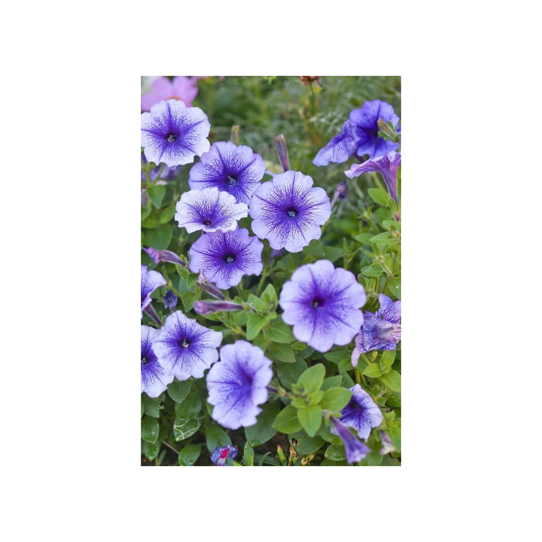 Blue Petunia Petunia Hybrida Flower For Planting In Balcony Garden Pots Vertical Containers [neera-v5-e22ed9ed0b7888f02bfa]