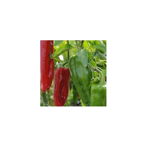Marconi Pepper Vegetable Seeds for Planting [neera-v5-e23ab8af42a0bc5f1c43]