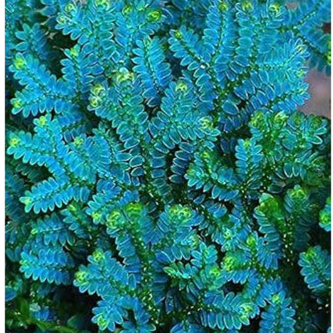 Blue Green Fern Heirloom Non GMO Seeds for Planting [neera-v5-e24037174393a80321aa]