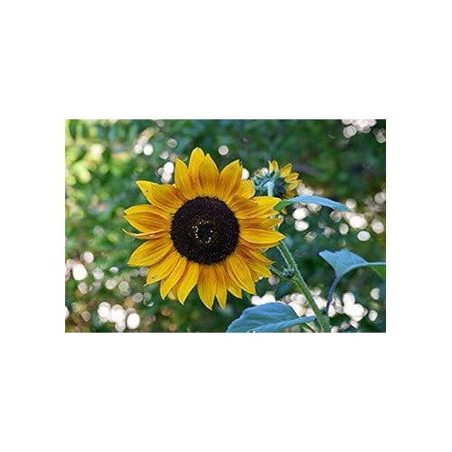 Yellow Perennial Sunflower Flower Seeds [neera-v5-e2481d498f7e8826497c]