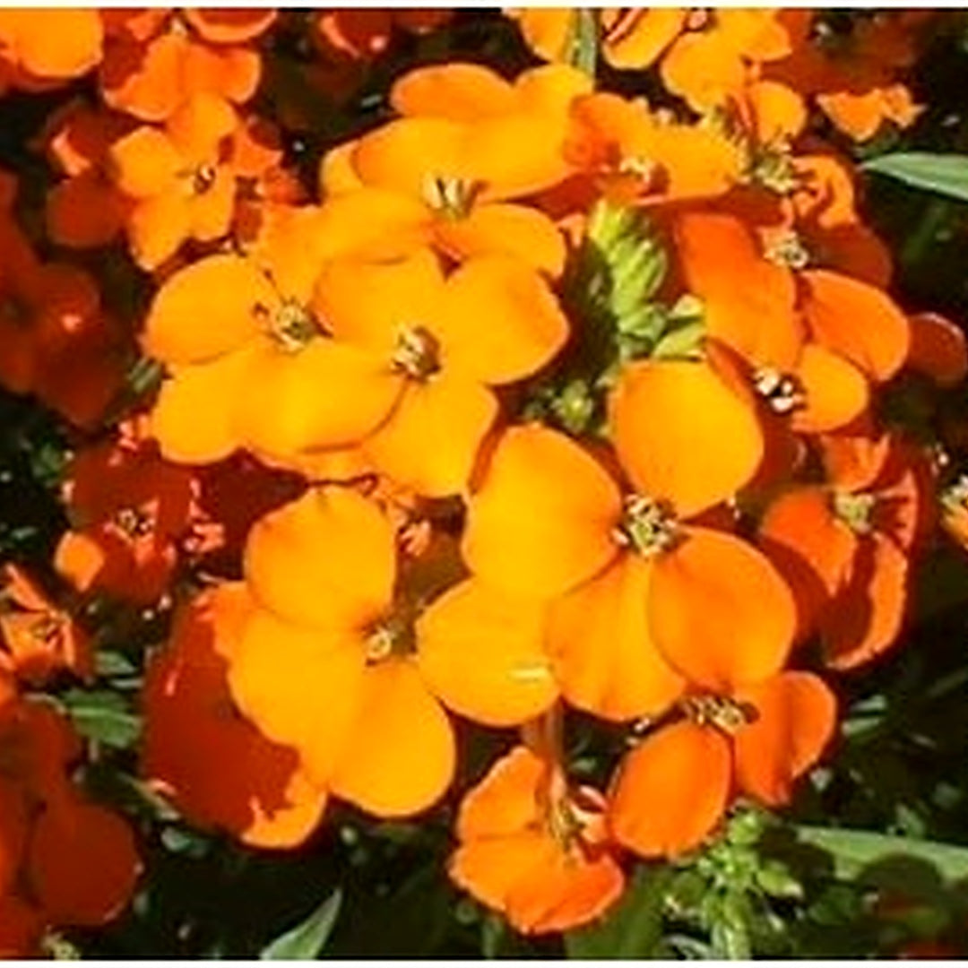 Orange Siberian Wallflower Seeds for Planting 100 pcs [neera-v5-e25f71b48c2fc49d7959]