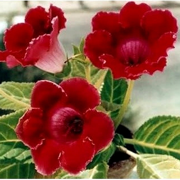 Deep Red Gloxinia Flower Seeds for Planting [neera-v5-e261b4a0ac2855f604b4]