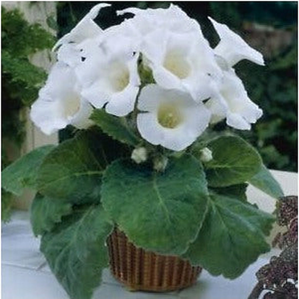 White Brazilian Gloxinia Flower Seeds for Planting [neera-v5-e26d2fff8d0ed0902214]