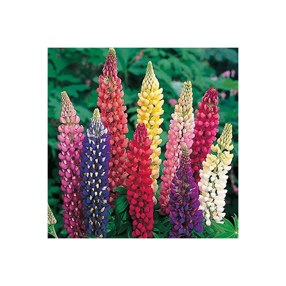 Rainbow Tutti Frutti Lupine Lupinus Polyphyllus Flower For Home Garden Planting Flower Seeds for [neera-v5-e27421e0025229f62fa2]