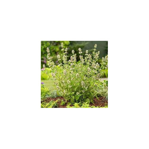 Green Cat Mint Plant Seeds [neera-v5-e27cbf473dce4acd899e]