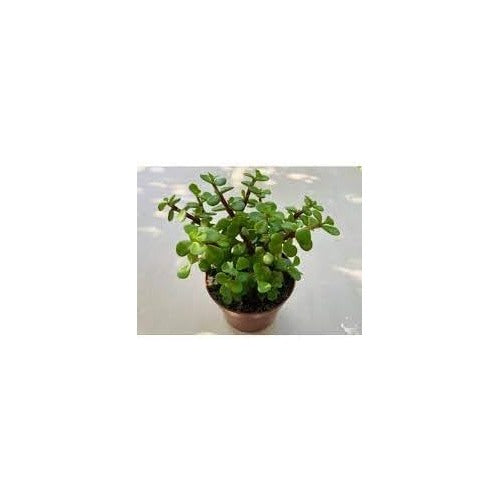 Portulacaria Plant Seeds for Planting [neera-v5-e27e5d5b83914e3a7c26]