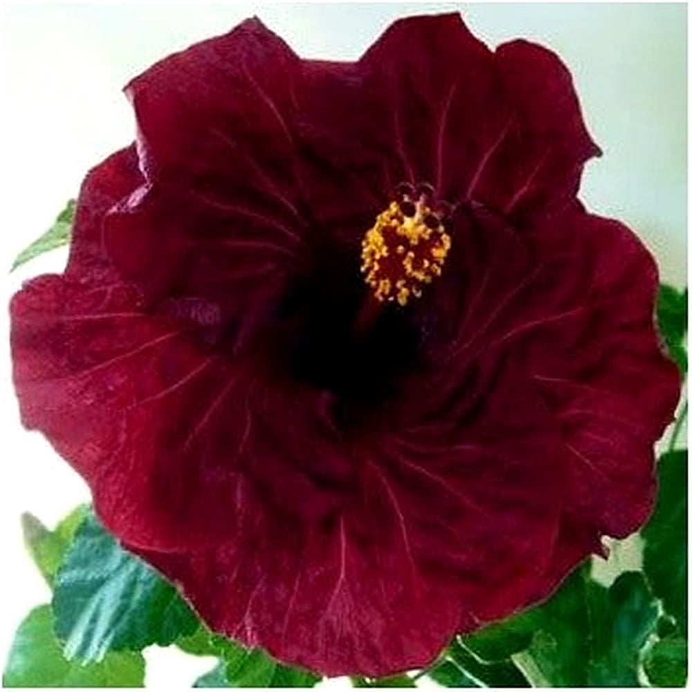Heirloom Non-GMO Maroon Hibiscus Flower Seeds for Planting [neera-v5-e289ee7dbcf59c710f8d]
