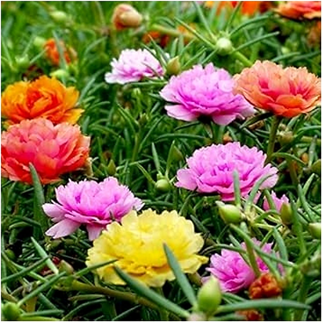Moss Rose Mixed Color Heirloom Seeds for Planting Non-GMO Garden Seeds for Beautiful Blooms [neera-v5-e2943c060aaeaabc7933]