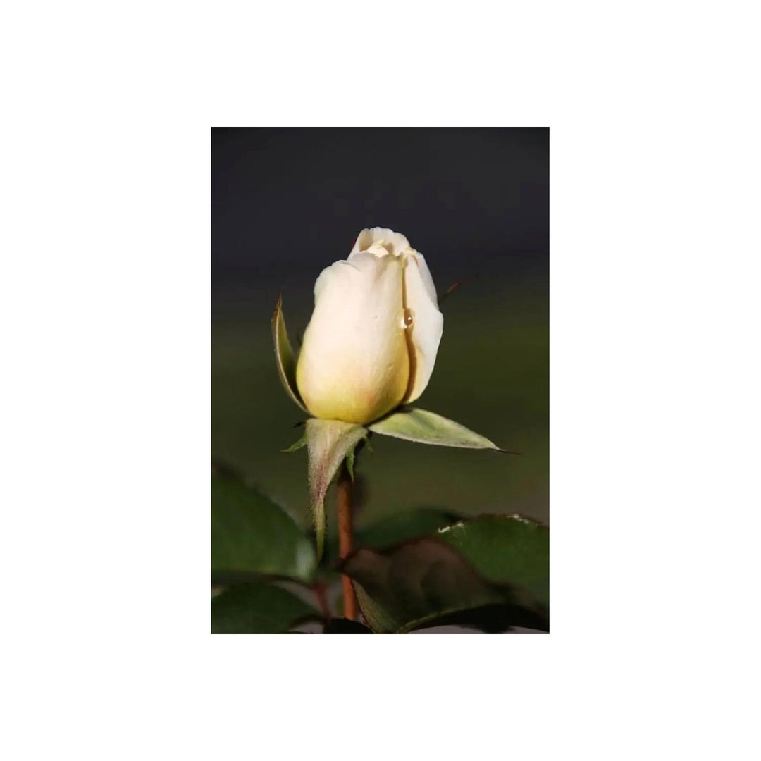 Cream Dragon Rose Plant For Planting Non Gmo Heirloom Garden For Your Garden Flower Seeds for Home [neera-v5-e29fbfa435903c490431]