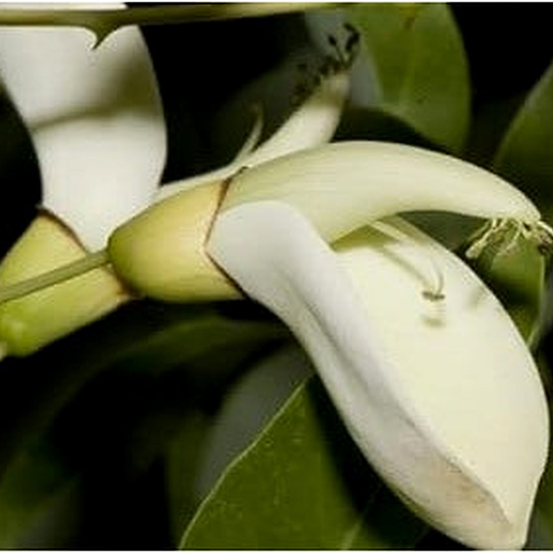 Heirloom Non-GMO White Erythrina Crista Galli Flower Seeds for Planting [neera-v5-e2b482cc824072f12576]