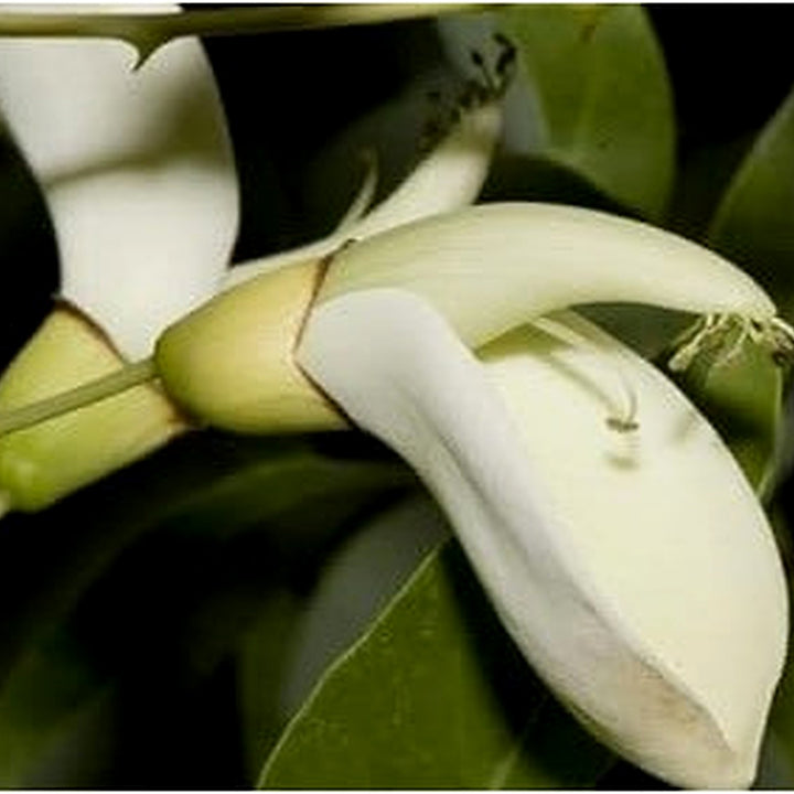 Heirloom Non-GMO White Erythrina Crista Galli Flower Seeds for Planting [neera-v5-e2b482cc824072f12576]