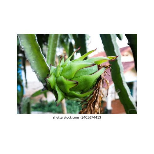 Green Pitaya Fruit Seeds for Planting [neera-v5-e2b975069df5becee1e4]