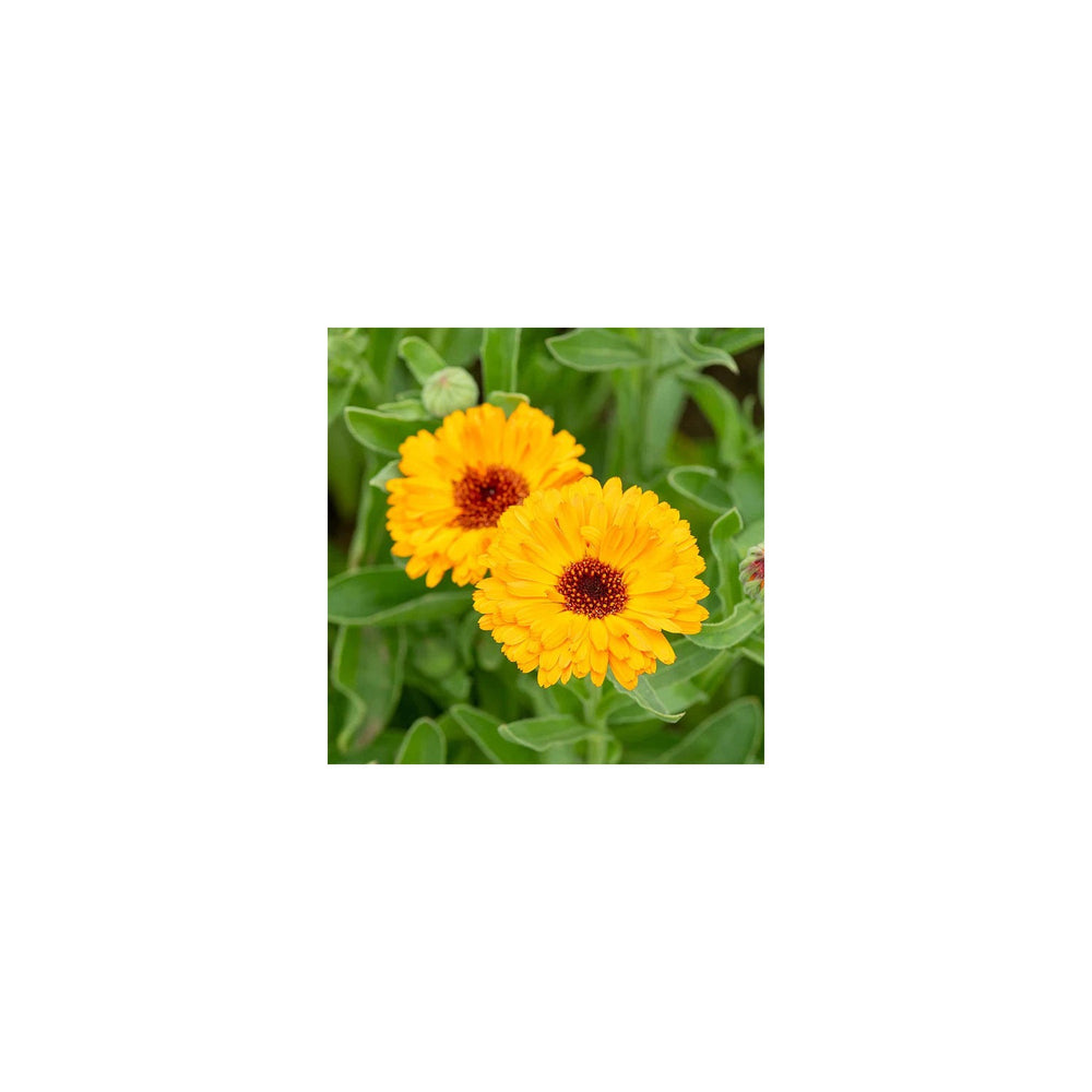 Yellow Calendula Officinalis Flower Flower Seeds for Home Garden Planting, Fragrant Organic [neera-v5-e2ba0d0de84b213d1635]