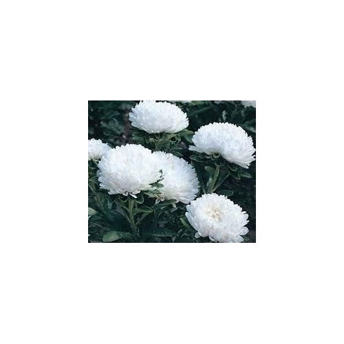 White Aster Flower Seeds for Planting [neera-v5-e2c2240d64f7c2434e88]