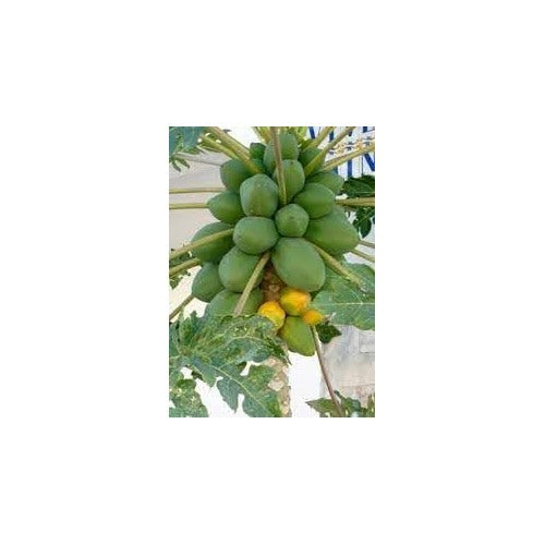 Melonenbaum Fruit Seeds for Planting | Heirloom Non-GMO Organic Seeds for Refreshing Garden Melons [neera-v5-e2c5411d8f22d7cc4e31]