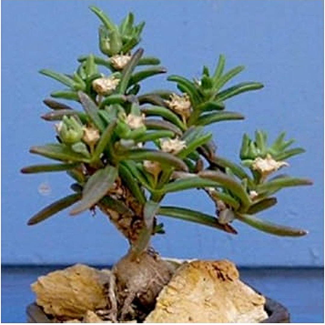 Green Delosperma Napiforme Plant Seeds for Planting [neera-v5-e2dd5868857c655cda8e]