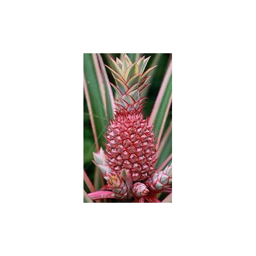 Pink Pineapple Fruit Seeds for Planting [neera-v5-e2dff8eb09570253e793]