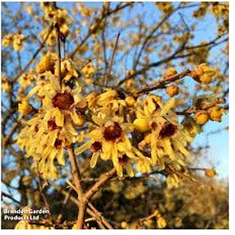 Heirloom Red Chimonanthus Flower Seeds, Non-GMO Fragrant Bloom Seeds for Garden Planting [neera-v5-e2e296da2361dc4159da]