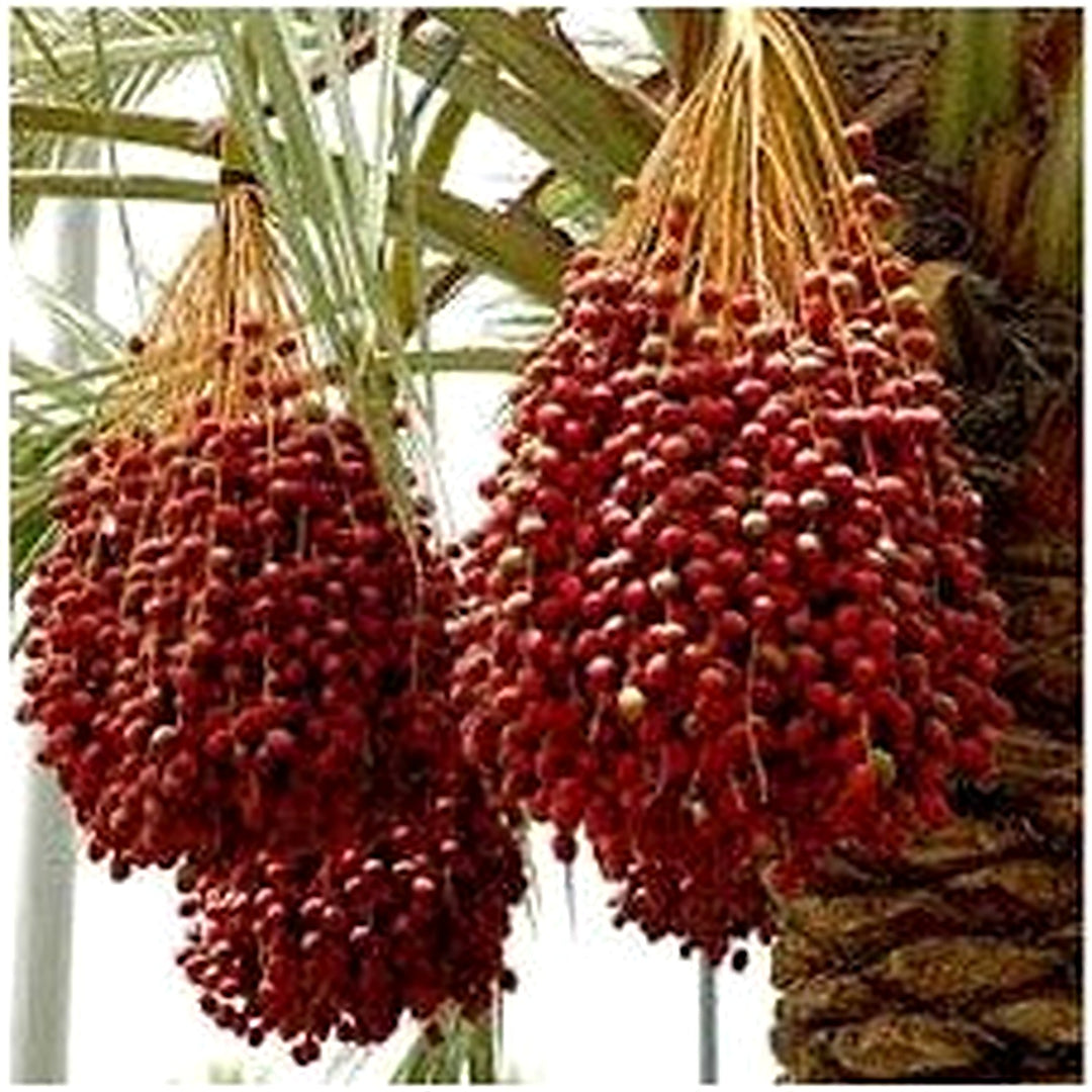 Medjool Date Palm Seeds for Planting [neera-v5-e2eb3daac30728d58ad0]