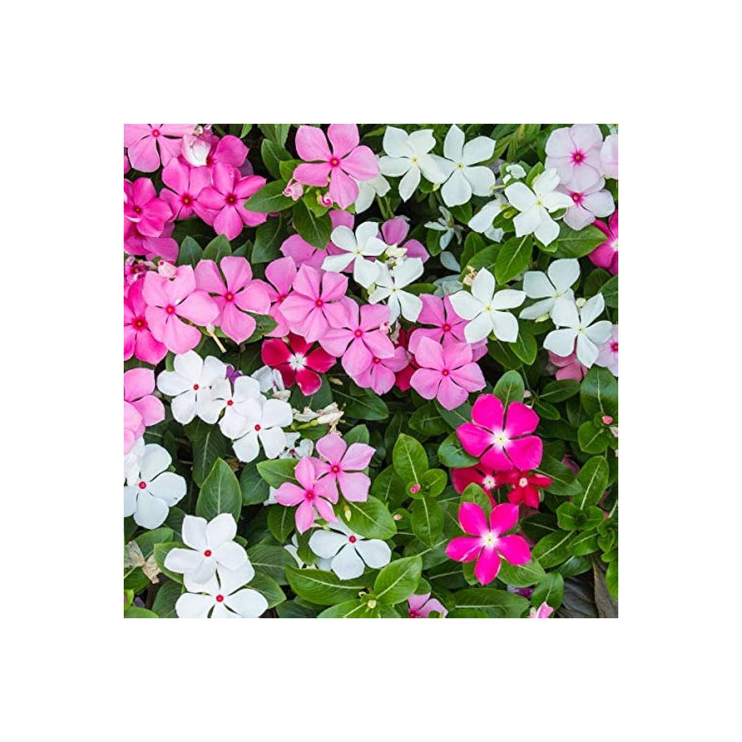 White Heirloom Non Gmo Periwinkle Flower For Elegant Low Maintenance Garden Planting Flower Seeds [neera-v5-e2f116471efa9ec01561]