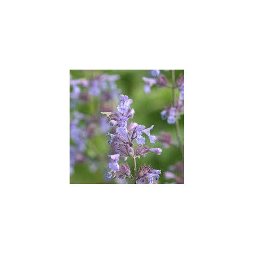 Heirloom Non-GMO Violet Catmint Flower Seeds for Planting [neera-v5-e2f34a1259569f5b010d]