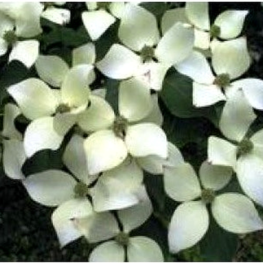 White Dogwood Flower Seeds [neera-v5-e2fda33e3ae489bf8253]