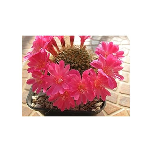 Pink Rebutia Violaciflora Flower Seeds for Planting [neera-v5-e3055f1c09e8f7b04198]