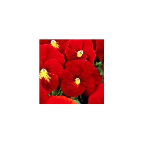 Heirloom Red Pansy Flower Seeds for Planting [neera-v5-e3090a777a0194997004]