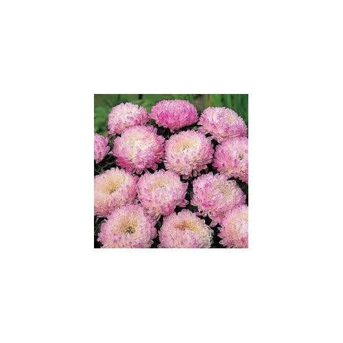Soft Pink Aster Flower Seeds for Planting [neera-v5-e31c8ee2bc979e9b2251]