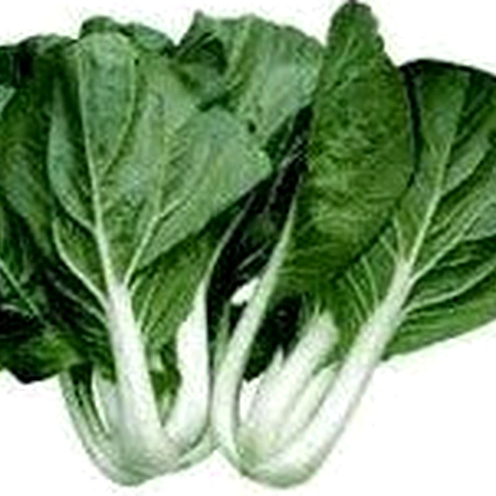 Sea Green Choi Bok Choy Seeds for Planting [neera-v5-e31e0099468fa0f9818a]