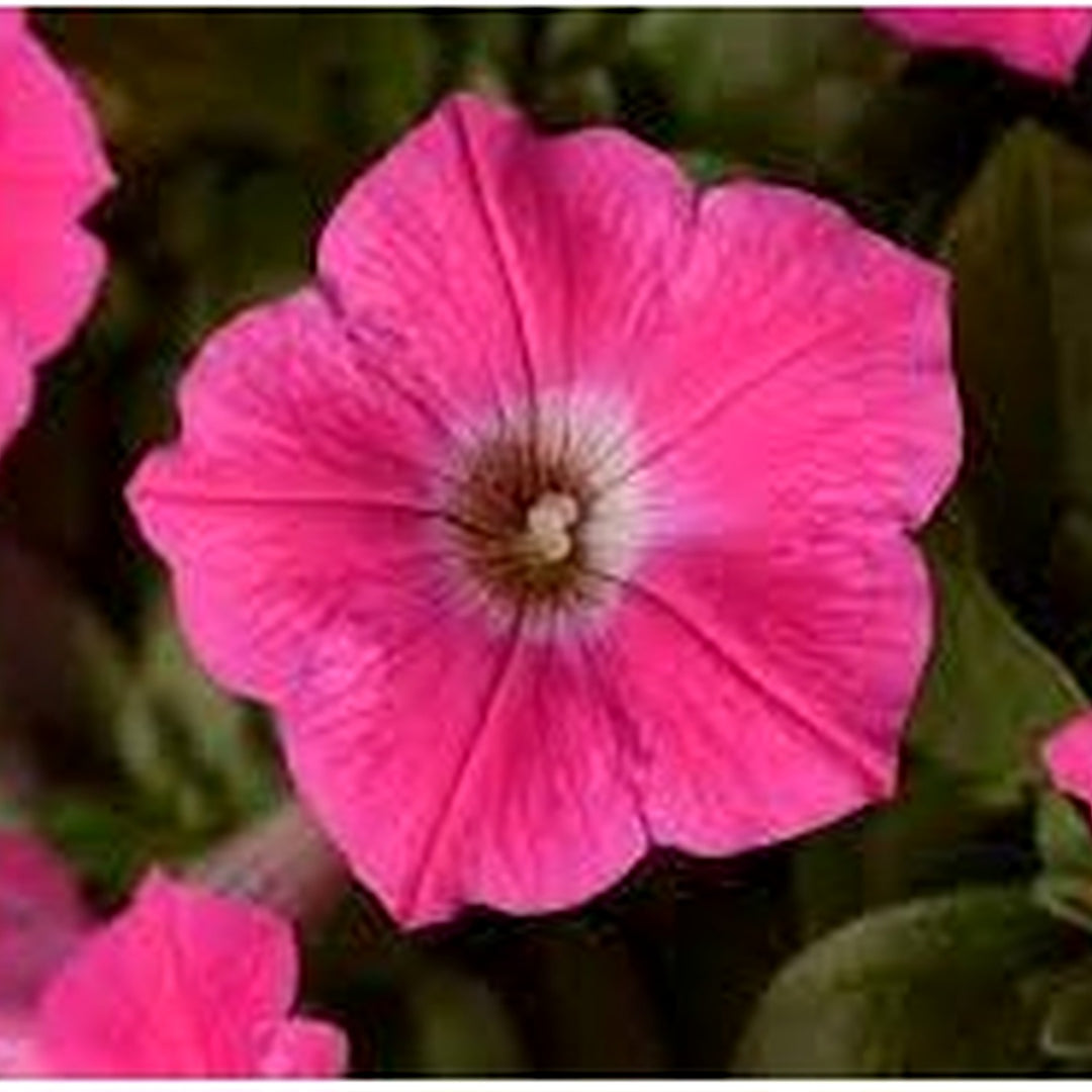 Star Petunia Pink Flower Seeds for Planting [neera-v5-e3237e9f351ae2ff436b]