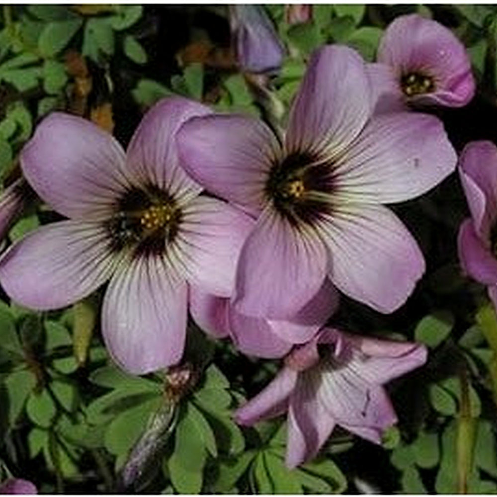 Purple Oxalis Laciniata Seeds [neera-v5-e3251875ad9c36a1c510]