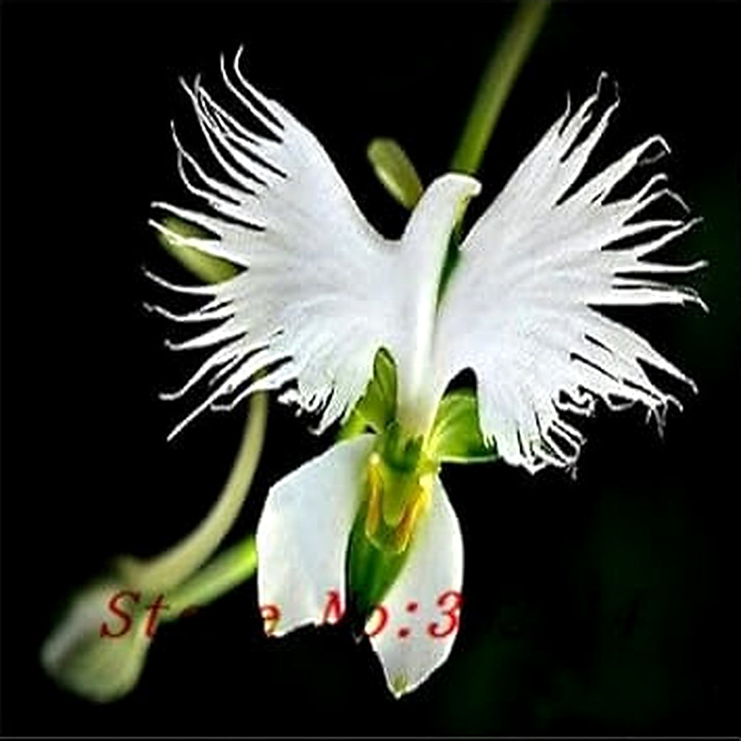 Organic White Egret Flower Seeds for Planting [neera-v5-e32be107356f9d4a41ea]