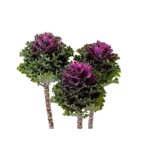 Flowering Kale Planting Flowering Kale Empire Katya F Hybrid Heirloom Non Gmo Flower Seeds [neera-v5-e32e7f442e1c8203fb04]