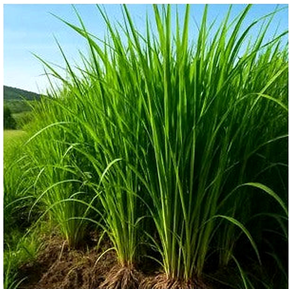 Vetiver Plant Seeds for Planting [neera-v5-e33c98781bd8d729df5d]