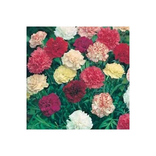 Heirloom Non-GMO Dianthus Flower Seeds for Garden Planting [neera-v5-e34b69a2830fd2fdd54f]