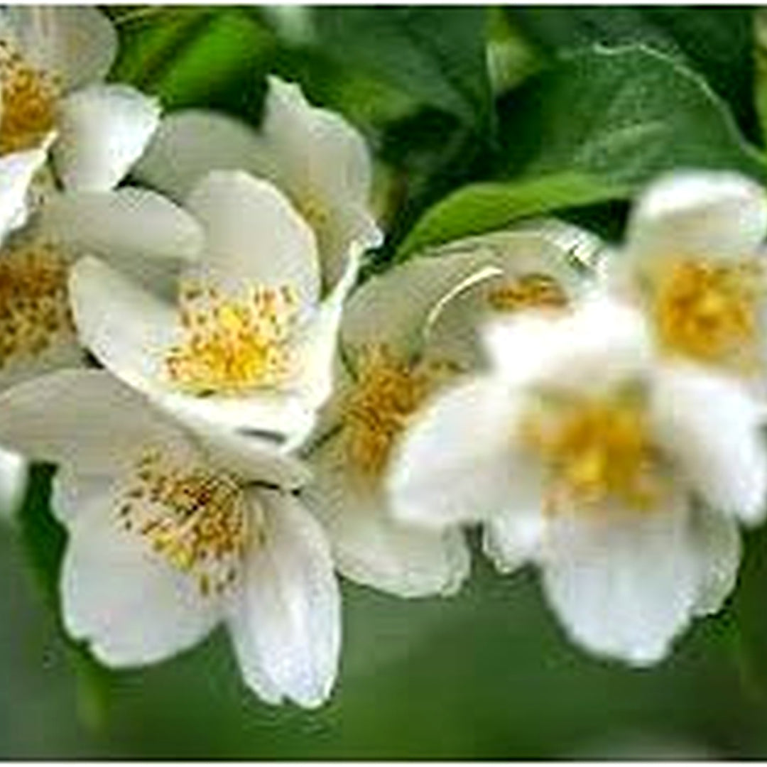 White Philadelphus Flower Seeds for Planting [neera-v5-e34d04d2b2ec3e4827ad]