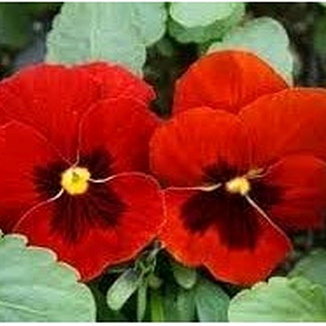 Viola Red Blue Flower Seeds for Planting [neera-v5-e35c15da8647ee20115e]