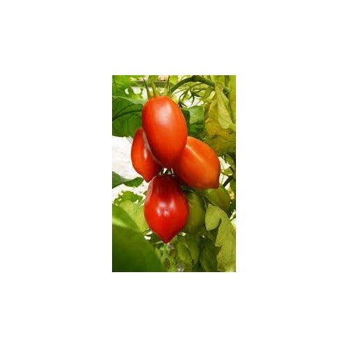 Purple Red Tomato Seeds for Planting [neera-v5-e35dcf177ad59e336669]