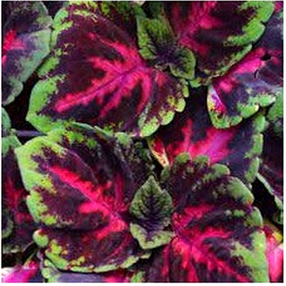Heirloom Coleus kong Red Flower Seeds [neera-v5-e35ee51559ceff9dd6c2]